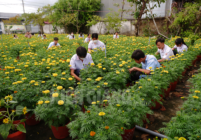Học sinh trồng hoa bán dịp tết gây quỹ giúp bạn nghèo